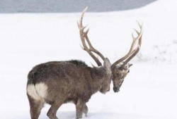 最新季节爆料鹿角,鹿角绽放，探寻鹿角生长的奥秘