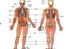 人体模型最新爆料图集,前沿科技与人体奥秘的完美融合